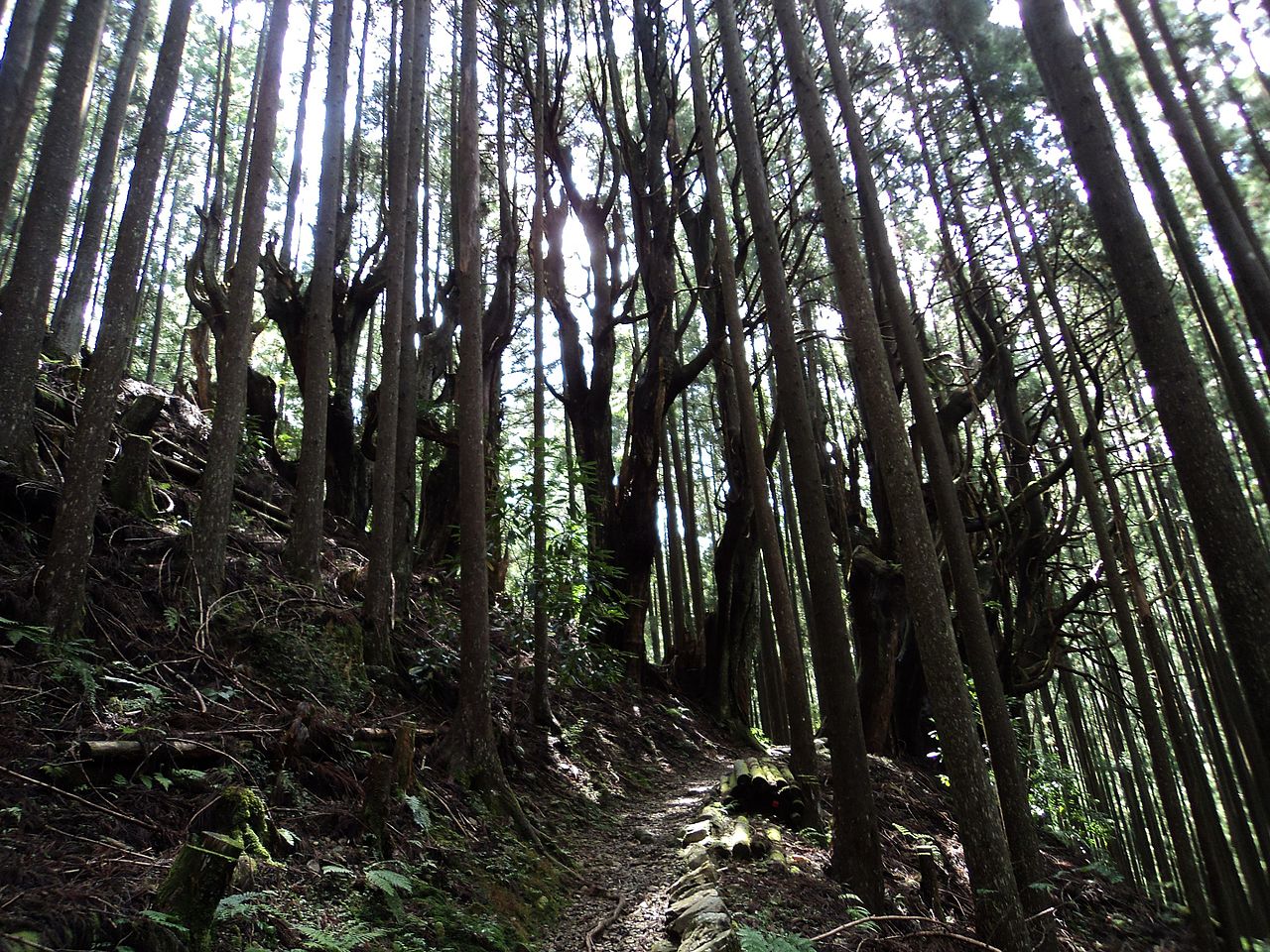 熊野古道の杉林（箸折周辺イメージ）