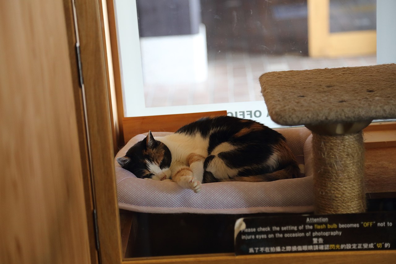 貴志駅の猫（小玉電車イメージ）